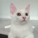 Photo of Casper