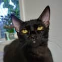 Photo of Juno