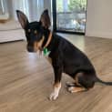 Photo of Pip