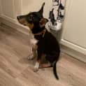 Photo of Pip