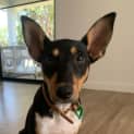 Photo of Pip