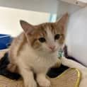 Photo of Ginger