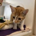 Photo of Nutmeg