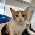 Photo of Ginger