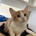 Photo of Ginger