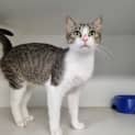 Photo of Olive (Bonded With Gypsy)