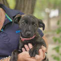 Photo of Raven