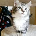 Photo of Timmi
