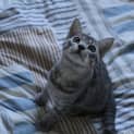 Photo of Chuckie