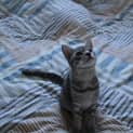 Photo of Chuckie