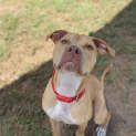 Photo of Loki