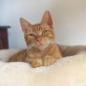Photo of Marlow