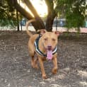 Photo of Tonka