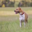 Photo of Audrey   4 Year Old Mastiff X (Trial)
