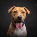 Photo of Audrey   4 Year Old Mastiff X (Trial)