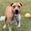 Photo of Audrey   4 Year Old Mastiff X (Trial)