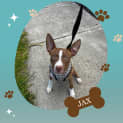 Photo of Jax