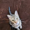 Photo of Slipper
