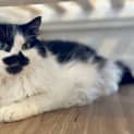 Photo of Snorlax