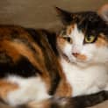 Photo of Kira