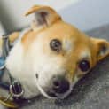 Photo of Toby