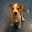Photo of Biscuit