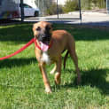 Photo of Dilly