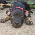Photo of Gavriel English Staffy