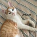 Photo of Apricot