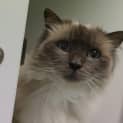Photo of Hank