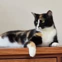 Photo of Lola