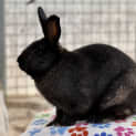 Photo of Milo