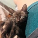 Photo of Pepperoni