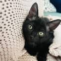 Photo of Pepperoni