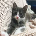 Photo of Panini