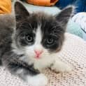 Photo of Panini