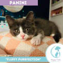 Photo of Panini
