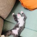 Photo of Panini