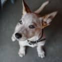 Photo of Cotton
