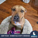 Photo of Peach 18 Month Old Staffy X Ridgeback (Trial)