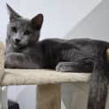 Photo of Lilac