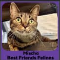 Photo of Mischa 