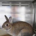 Photo of Roger Rabbit