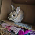 Photo of Roger Rabbit