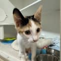 Photo of Nyx