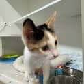 Photo of Nyx