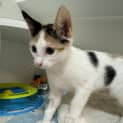 Photo of Nyx
