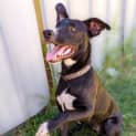 Photo of Phantom