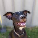 Photo of Phantom