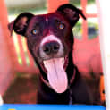 Photo of Phantom